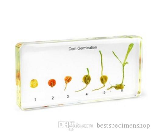 Educational Toys Online Store